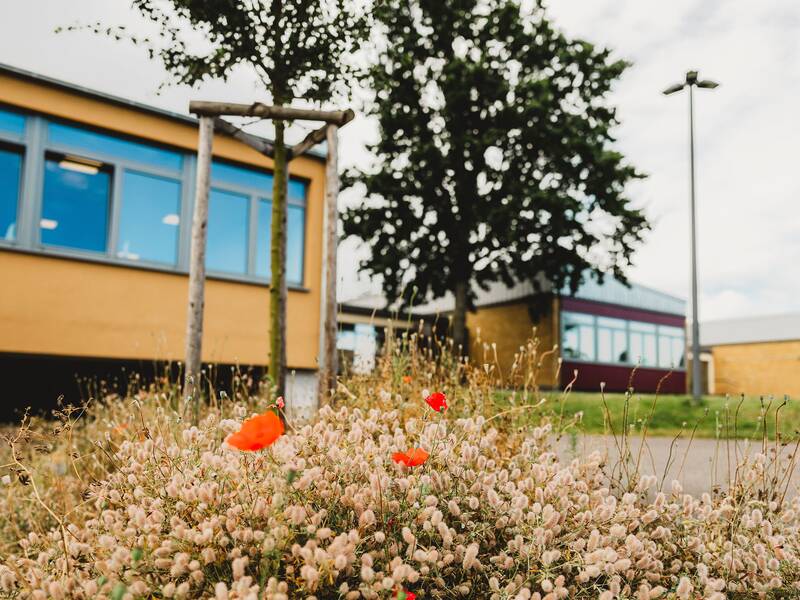 Im Vordergrund sind blühende Wildblumen zu sehen, während im Hintergrund das Kita-Gebäude mit großen Fenstern und ein Baum stehen.